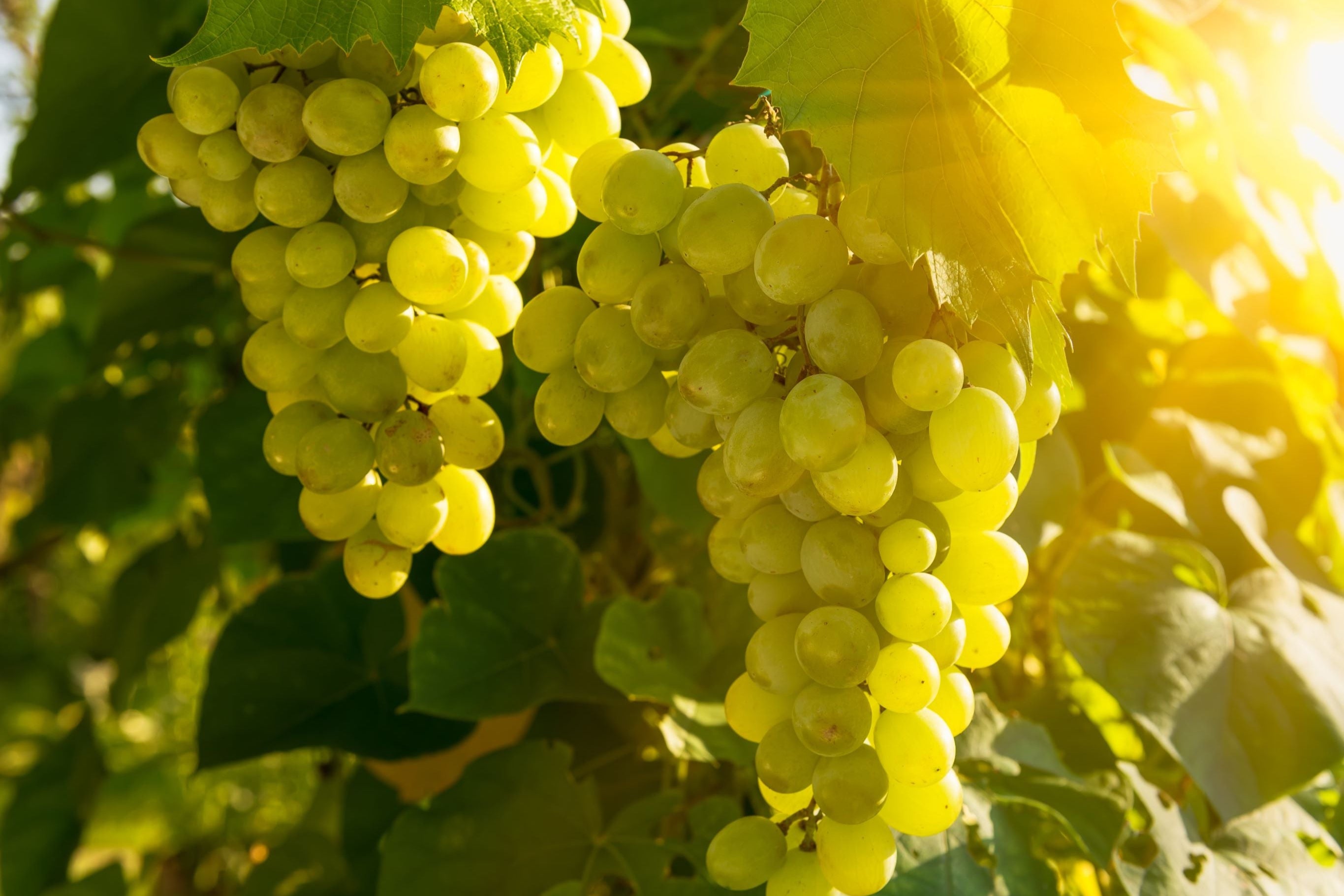 CLARI Vino Blanco Weinfeld Mallorca
